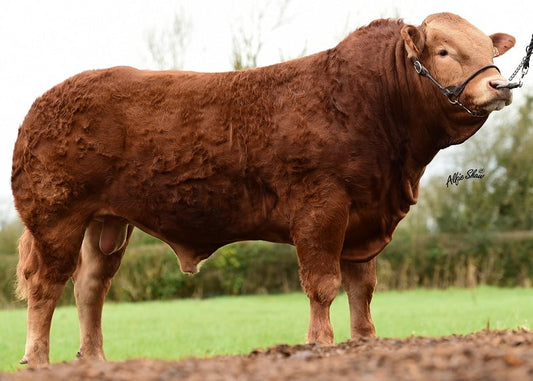 Limousin Bull- 18 months